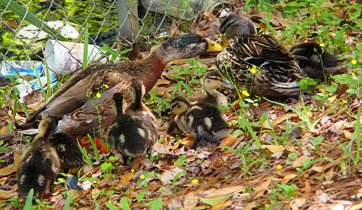 [The male mallard is stretched out with his bill poking the female's bill. The seven ducklings are within inches of one or both parents as they stand in the leaf-covered grass. At least three of the ducklings are facing the 